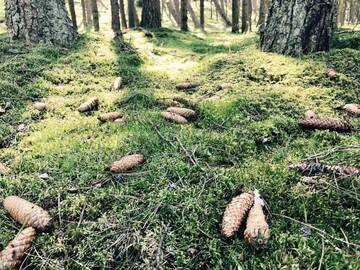 Фотографии Апартаменты Apartments Isle of Pinecones г. Нида (Литва) №3 Фото Апартаменты Apartments Isle of Pinecones г. Нида 3
